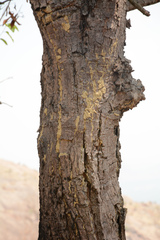 Anthoshorea roxburghii, photograph Siddarth Machado, CC BY, iNaturalist via GBIF
