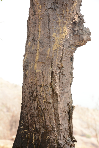 Anthoshorea roxburghii, photograph 6