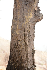 Anthoshorea roxburghii, photograph Siddarth Machado, CC BY, iNaturalist via GBIF