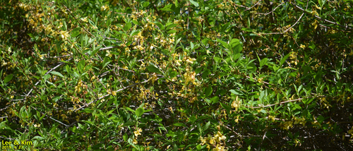 Korean goldenbell tree (Forsythia koreana)