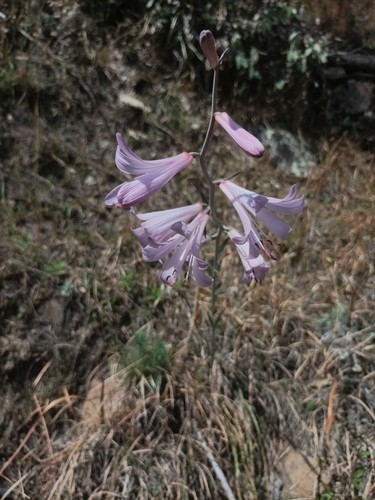Rosy Himalayan Lily (Notholirion thomsonianum)