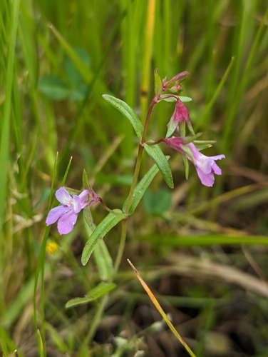 Image of Collinsia sparsiflora by (c) Ken-ichi Ueda, some rights reserved (CC BY)