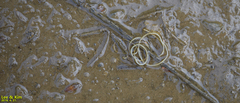 Gordiidae