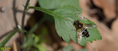Helophilus eristaloidea