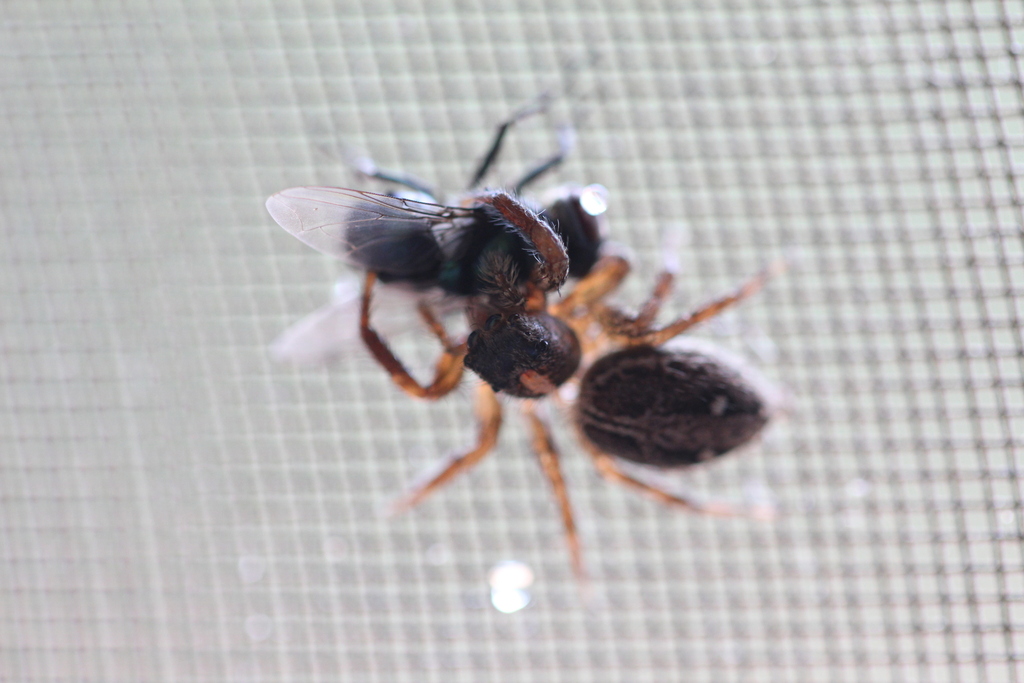 Pantropical Jumping Spider from Yangambi, Repubblica Democratica del ...