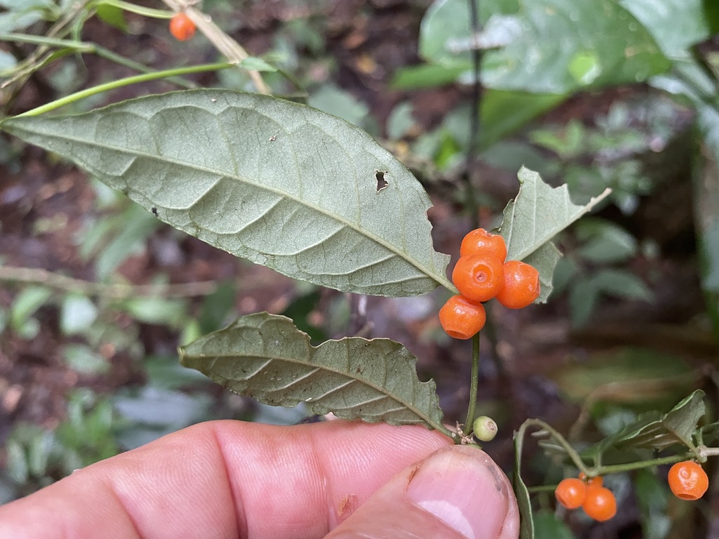 Gynochthodes retropila (Gynochthodes retropila)