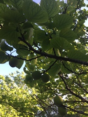 Prunus armeniaca