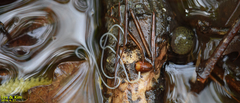 Gordiidae