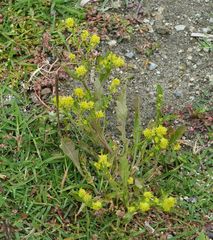 Rorippa curvisiliqua