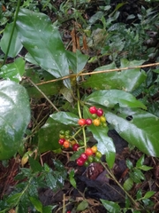 Psychotria carthagenensis