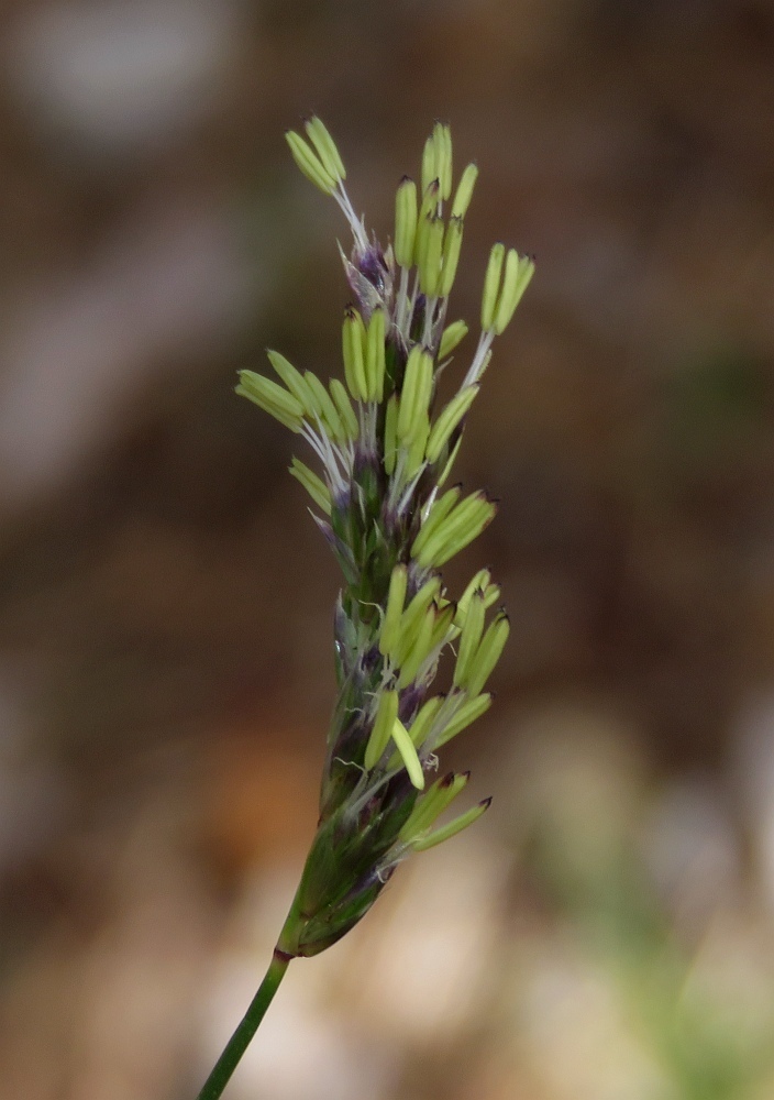 Sesleria juncifolia
