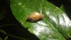 Bulimulus
