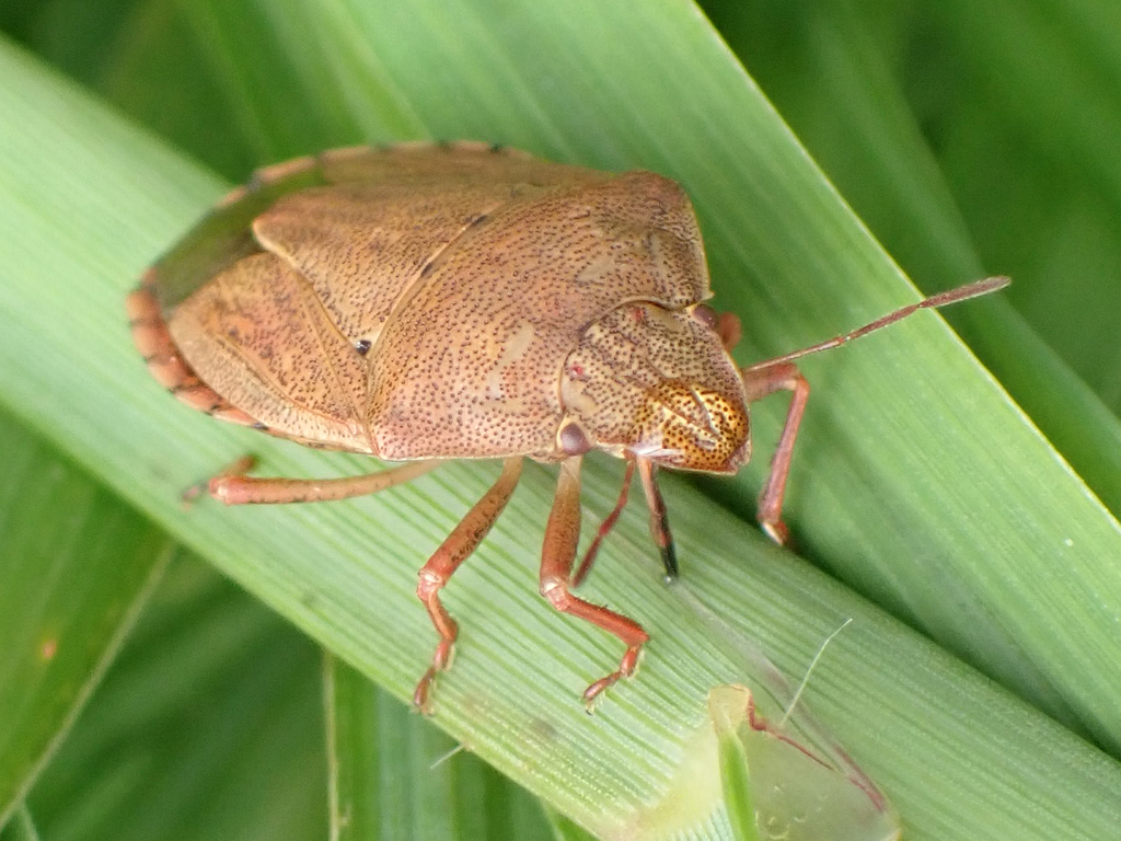 Parnees Insect Paramenestheus from Palmwoods QLD 4555, Australia on March 31, 2024 at ...