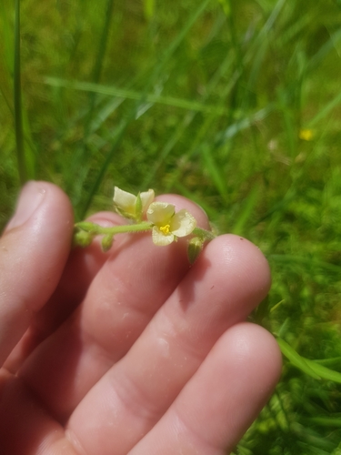 Cartonema parviflorum, 2024-03-31