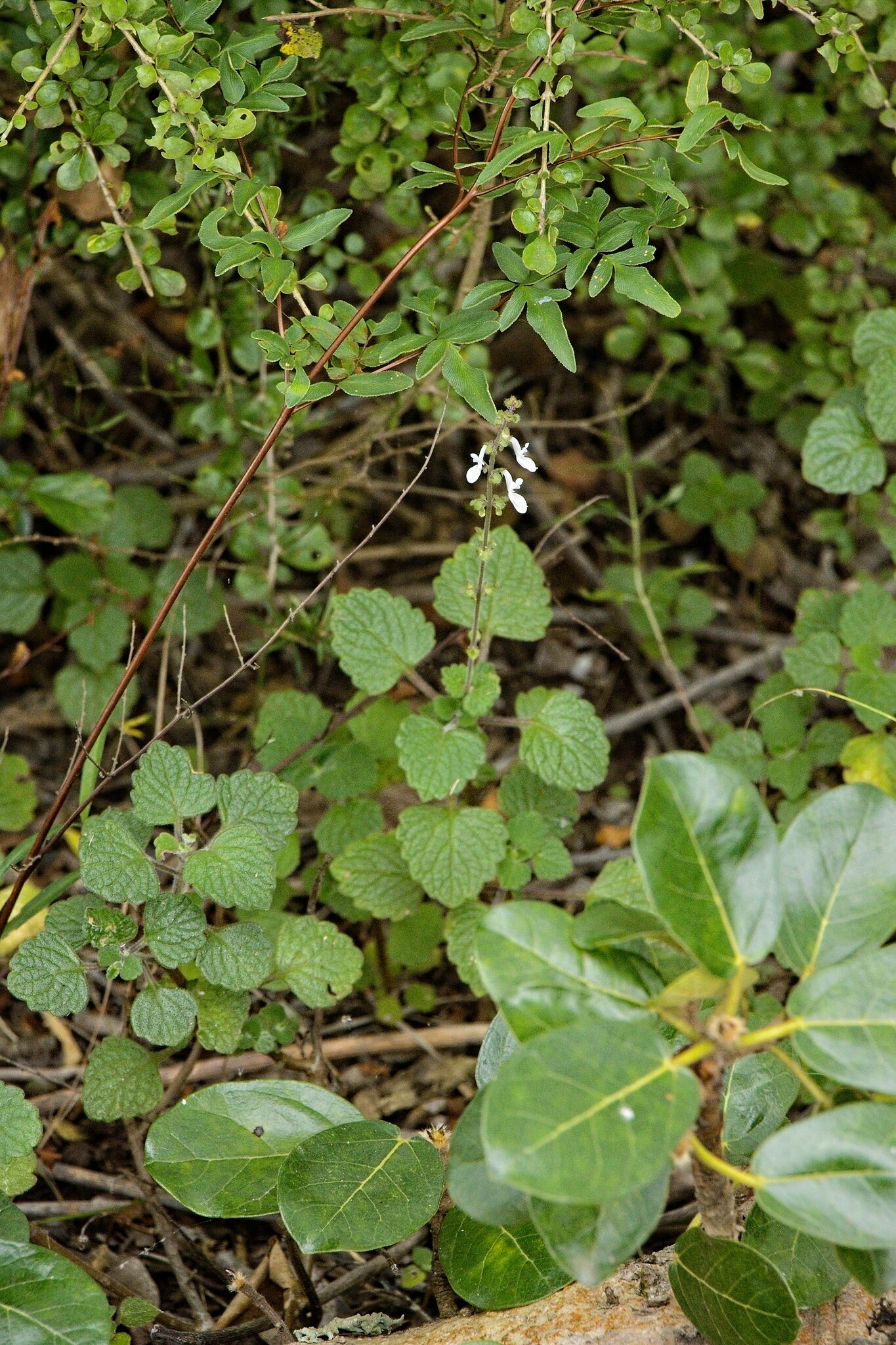 Imagem de Hortelã Variegata