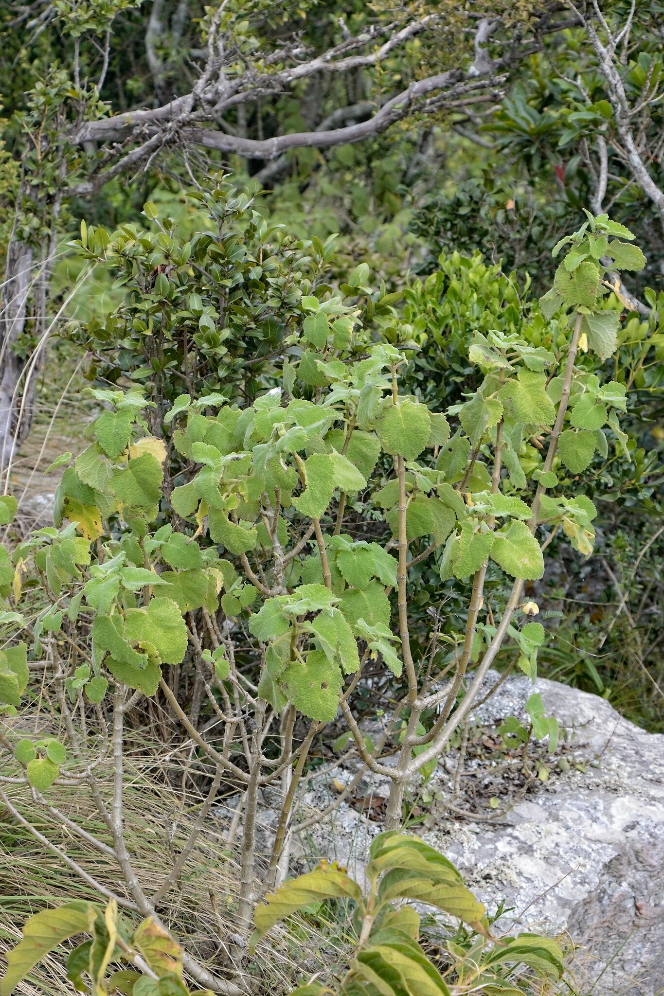Imagem de Menta-de-rio