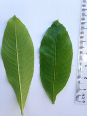 Gardenia scabrella