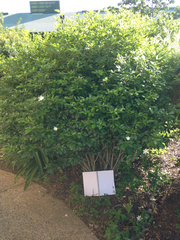 Gardenia scabrella