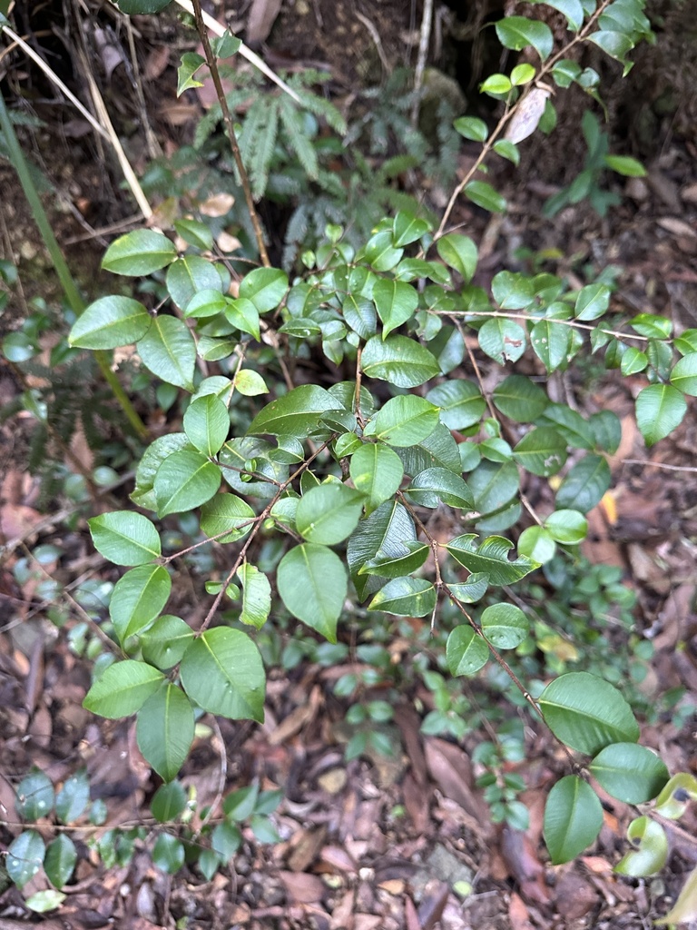 Grey Myrtle from New England National Park, Brinerville, NSW, AU on ...