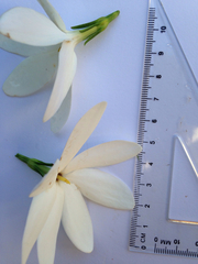 Gardenia scabrella