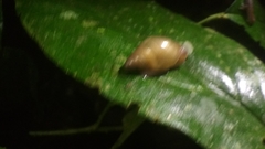 Bulimulus