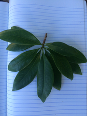 Xanthostemon chrysanthus