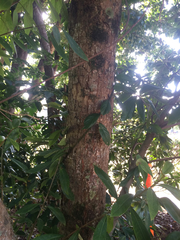 Xanthostemon chrysanthus