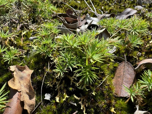 Micraira subulifolia, 2024-03-31