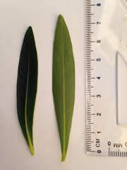 Xanthostemon verticillatus