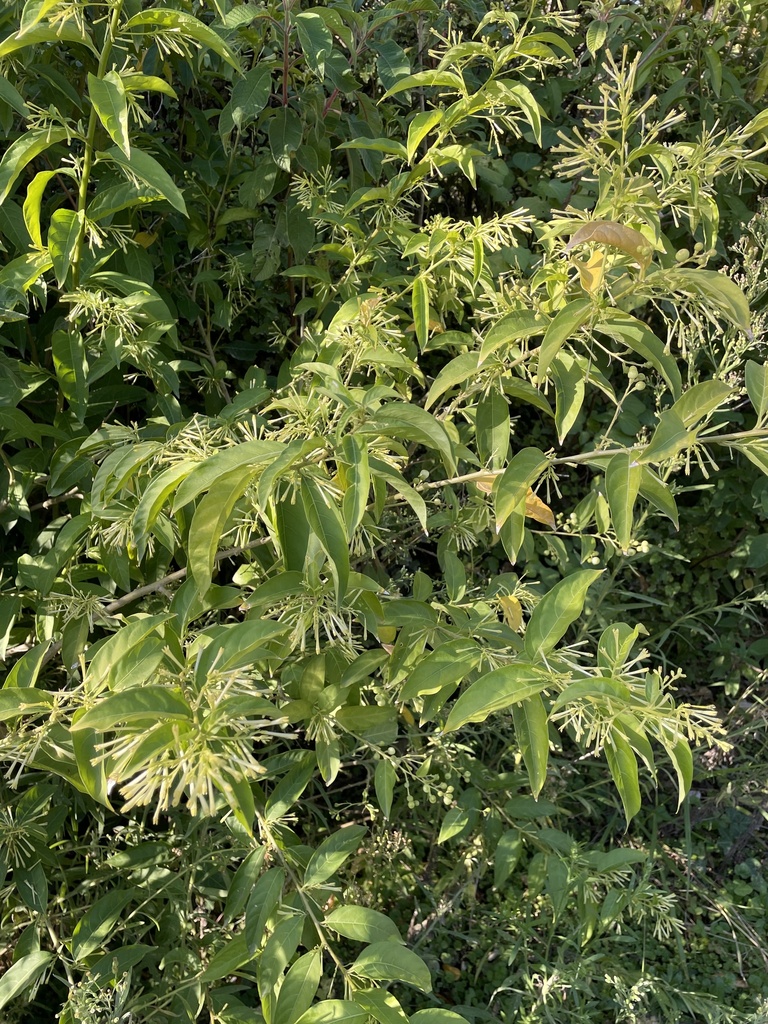 Night jessamine (Cestrum nocturnum)