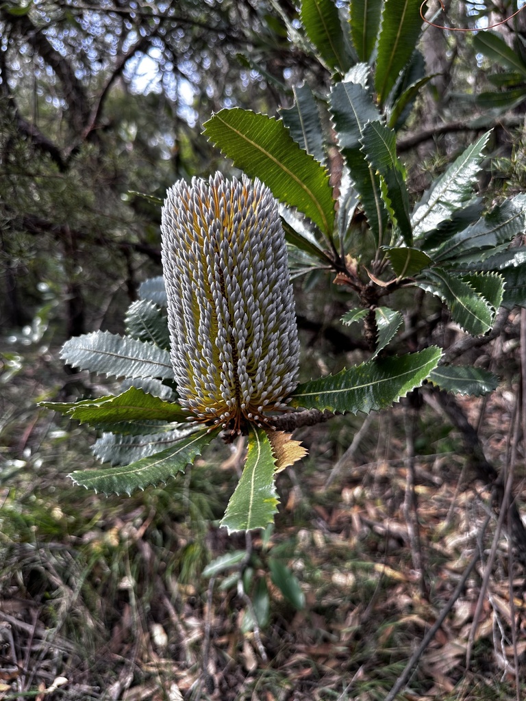 Gnarled old man banksia tree