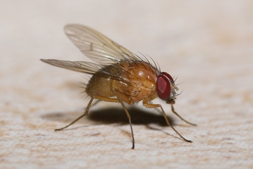 Dichaetomyia quadrata