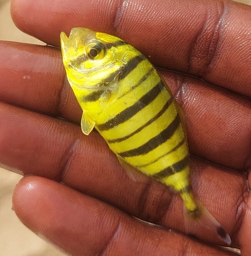 Banded horse mackerel (Gnathanodon speciosus) — Carangidae — 2