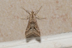 Diasemia monostigma