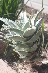 Aloidendron pillansii