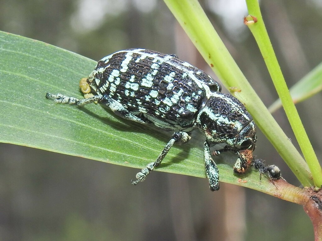 Botany Bay Diamond Weevil from Talegalla Weir QLD 4650, Australia on ...