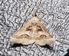 Isturgia disputaria