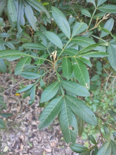 Cossinia australiana