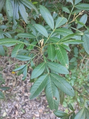 Cossinia australiana