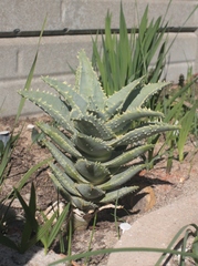 Aloidendron pillansii