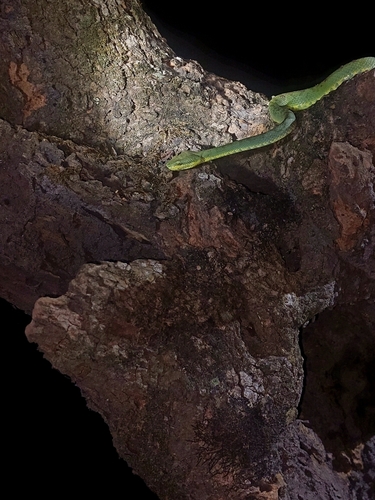 Western bamboo pit viper