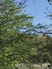 Poecile carolinensis
