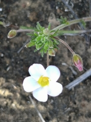 Oxalis tenuifolia