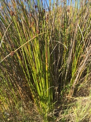 Afroscirpoides dioeca