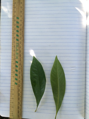 Xanthostemon chrysanthus