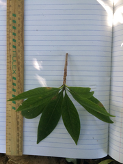 Xanthostemon chrysanthus