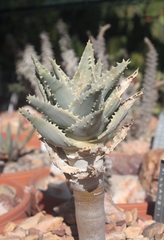 Aloidendron pillansii