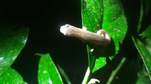 Bolitoglossa peruviana