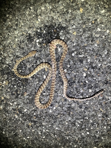 Brown Tree Snake sighting