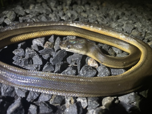 Water Python sighting